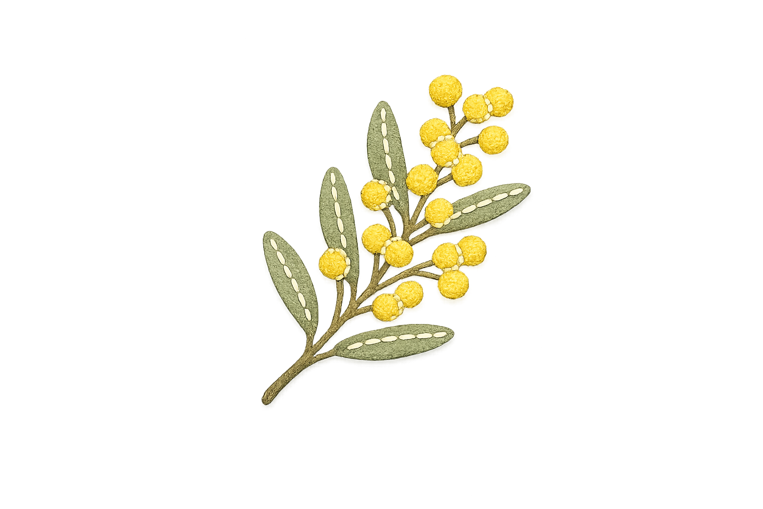 Golden wattle illustration